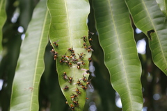 Oxytrigona tataira