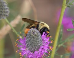 Bombus griseocollis