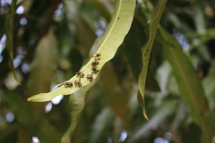 Oxytrigona tataira