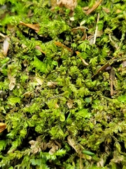 Liochlaena lanceolata