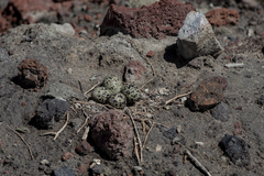 Himantopus mexicanus