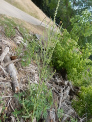 Chenopodium pratericola