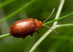 Tricholochmaea kalmiae