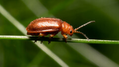 Tricholochmaea kalmiae