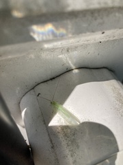 Chrysopa nigricornis