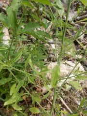Chenopodium pratericola