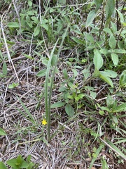 Hypoxis mexicana