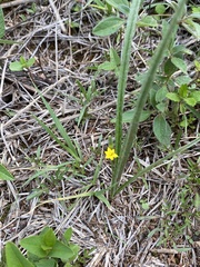 Hypoxis mexicana