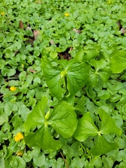 Trillium flexipes