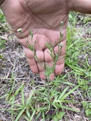 Erigeron delphinifolius