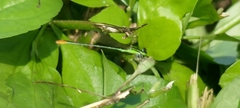 Agriocnemis pygmaea