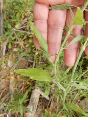 Chenopodium pratericola