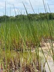 Juncus militaris