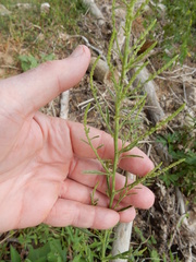 Chenopodium pratericola
