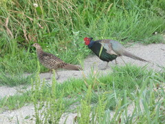 Phasianus versicolor
