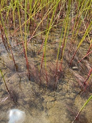 Juncus militaris