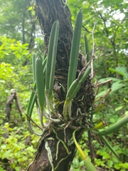 Brassavola nodosa