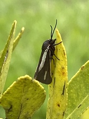 Virbia polyphron