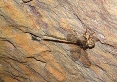 Gynacantha nourlangie