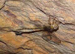 Gynacantha nourlangie