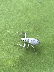 Pandeleteius nodifer