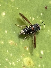 Hermetia comstocki