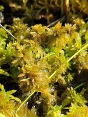Sphagnum majus