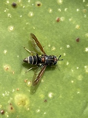 Hermetia comstocki