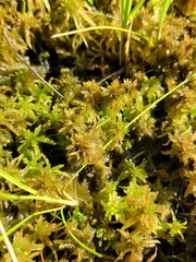 Sphagnum majus