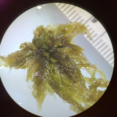Sphagnum majus