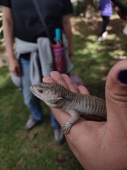 Abronia lythrochila