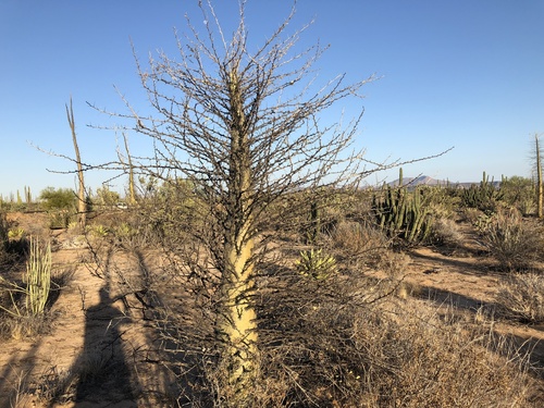 Boojum tree