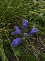 Dracocephalum ruyschiana