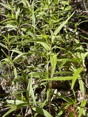 Melampyrum lineare
