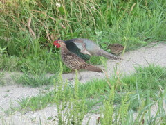 Phasianus versicolor