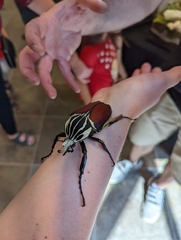 Goliathus goliatus