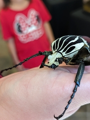 Goliathus goliatus