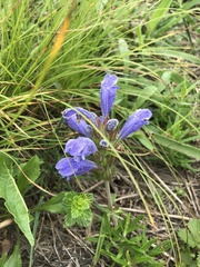 Dracocephalum ruyschiana
