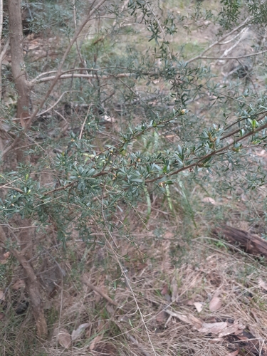 Image of Kunzea leptospermoides by no rights reserved