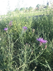 Centaurea stoebe