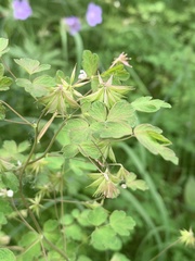 Thalictrum sparsiflorum