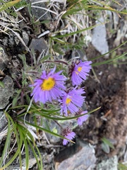 Erigeron pinnatisectus