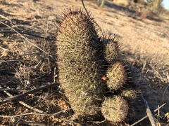 Mammillaria dioica