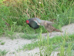 Phasianus versicolor