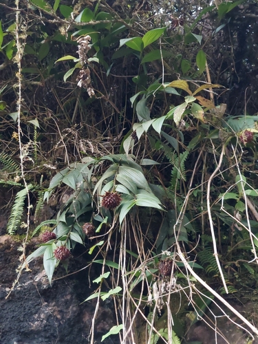Image of Elleanthus capitatus by (c) Daniel Mesa, some rights reserved (CC BY)