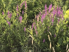 Lythrum salicaria