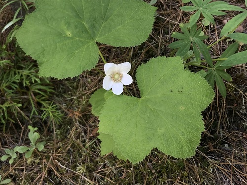 Rubus parviflorus