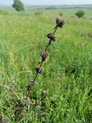 Phlomoides tuberosa