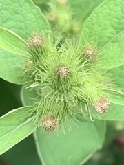 Arctium minus