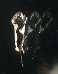 Monopis dorsistrigella